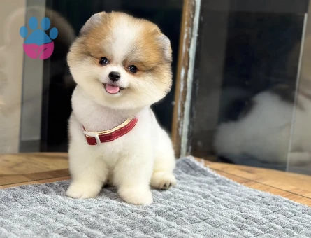 korea pomeranian yavrular - 8930 - Görsel 4