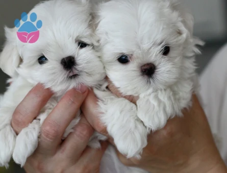 Birbirinden güzel maltese yavruları - 8931