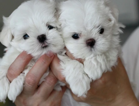 Birbirinden güzel maltese yavruları - 8931