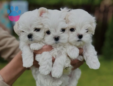 Birbirinden güzel maltese yavruları - 8931 - Görsel 3