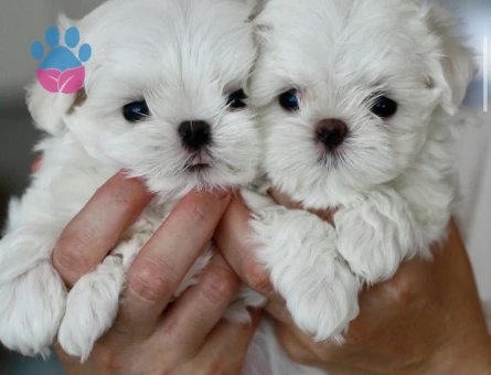 Birbirinden güzel maltese yavruları - 8931 - Görsel 4