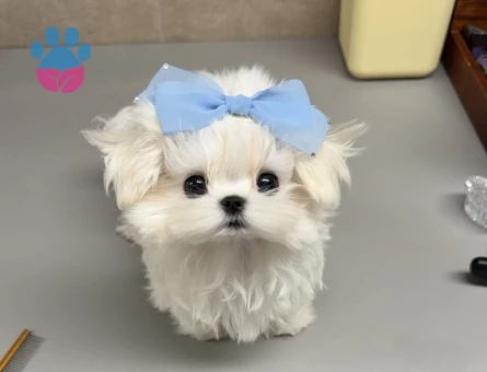 mini korea maltese - 8932