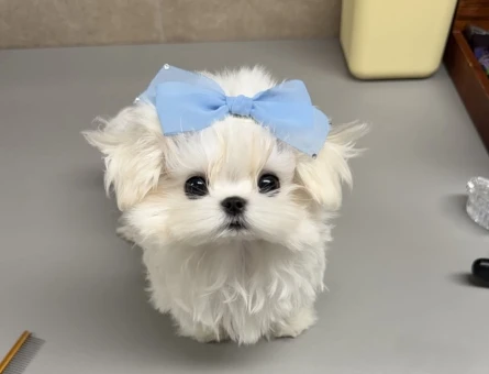 mini korea maltese - 8932