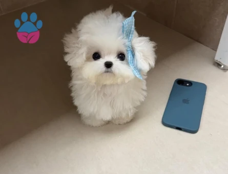mini korea maltese - 8932 - Görsel 4