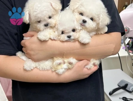 mini korea maltese - 8932 - Görsel 3