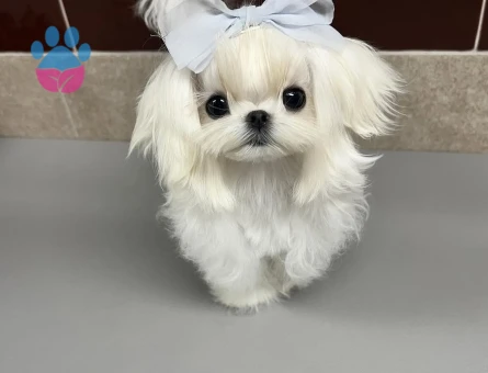 mikro korea karbeyaz maltese - 8933 - Görsel 4