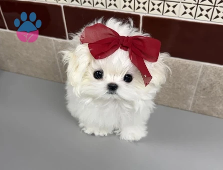 karbeyaz maltese yavrular - 8934