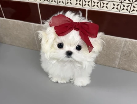 karbeyaz maltese yavrular - 8934