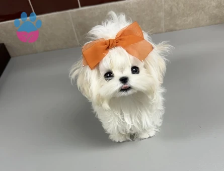karbeyaz maltese yavrular - 8934 - Görsel 3