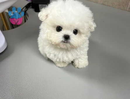 karbeyaz maltese yavrular - 8934 - Görsel 4