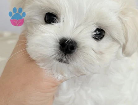 Mini boy, kocaman sevgi Maltese yavrularımız - 8935 - Görsel 4