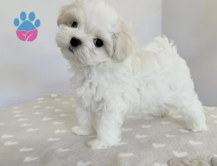 Mini boy, kocaman sevgi Maltese yavrularımız - 8935 - Görsel 3