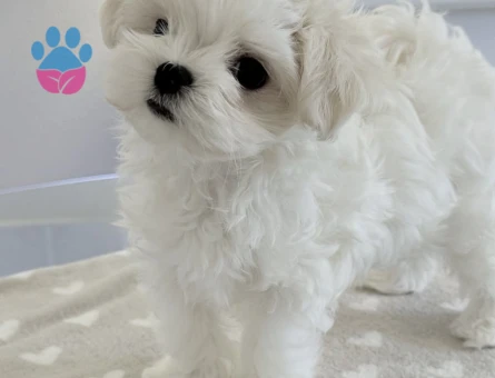 Mini boy, kocaman sevgi Maltese yavrularımız - 8935