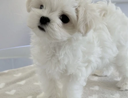 Mini boy, kocaman sevgi Maltese yavrularımız - 8935