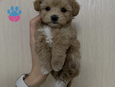 Minik, Sevimli ve Çok Özel Maltipoo Yavruları - 8937