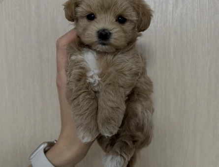 Minik, Sevimli ve Çok Özel Maltipoo Yavruları - 8937