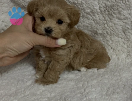 Minik, Sevimli ve Çok Özel Maltipoo Yavruları - 8937 - Görsel 3