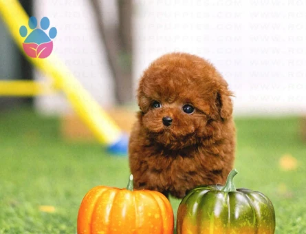 SEVİMLİ TOY POODLE - 11134 - Görsel 3
