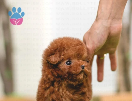 SEVİMLİ TOY POODLE - 11134 - Görsel 2