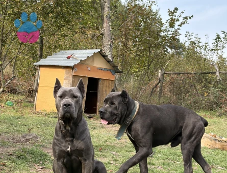 Cane Corso Köpeğime Yuva Arıyorum - 7072 - Görsel 3
