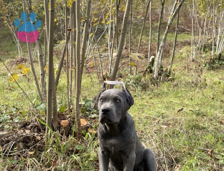 Cane Corso Köpeğime Yuva Arıyorum - 7072 - Görsel 2