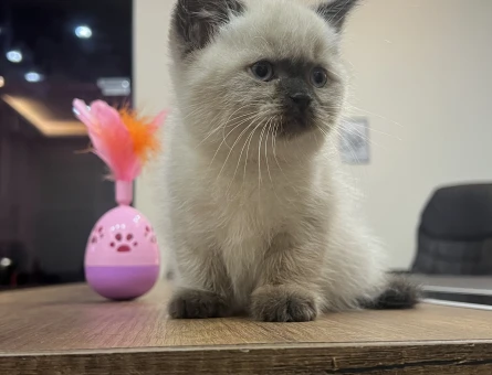 A+ KALİTE TOP KAFA BRİTİSH SHORTHAİR YAVRUMUZ