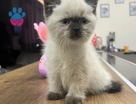 A+ KALİTE TOP KAFA BRİTİSH SHORTHAİR YAVRUMUZ