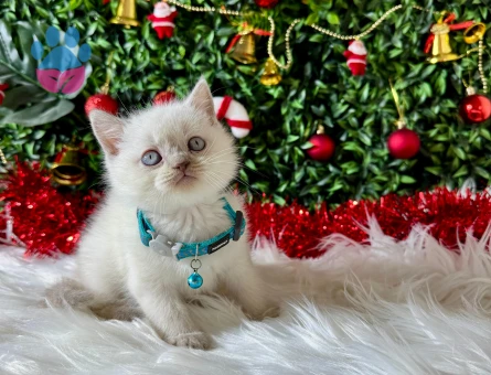 British Shorthair Bluepoint Erkek 2 Aylık