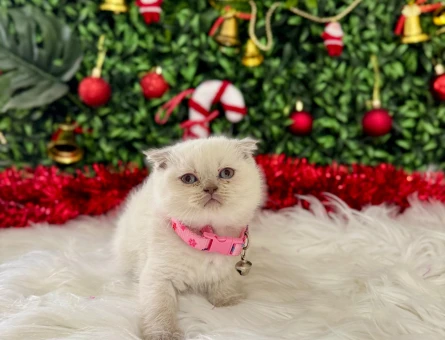 Scottish Fold Bluepoint Dişi 2 Aylık