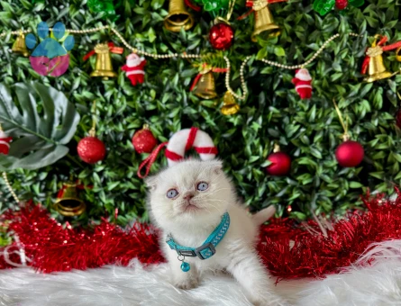 Scottish Fold Dişi Bluepoint 2 Aylık