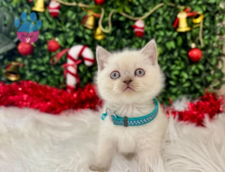 Blueponit British Shorthair Erkek 2 Aylık