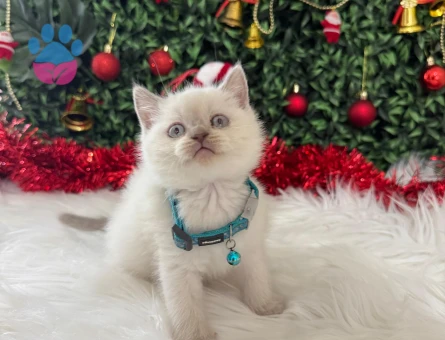 Blueponit British Shorthair Erkek 2 Aylık