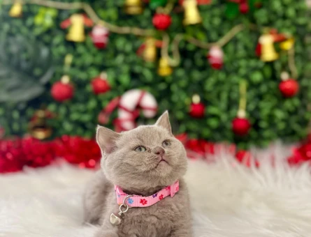 British Shorthair Lilac Dişi 2 Aylık