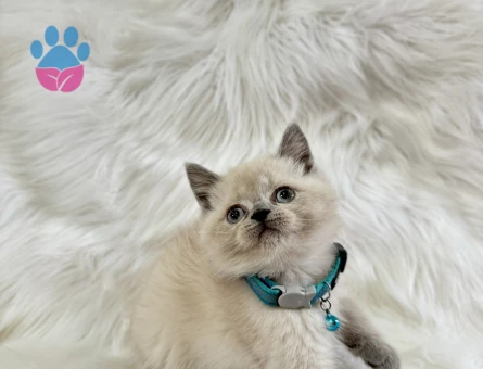 British Shorthair Bluepoint Erkek Topaç Kafa Yavrumuz