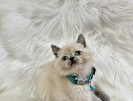 British Shorthair Bluepoint Erkek Topaç Kafa Yavrumuz