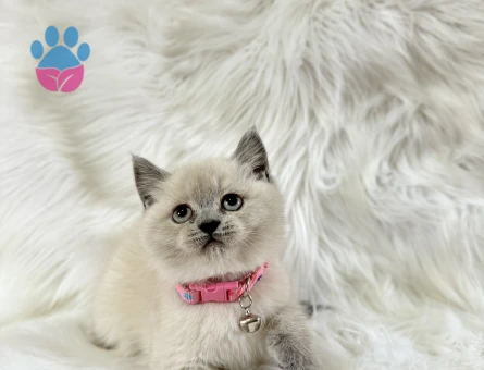British Shorthair Point Dişi 2 Aylık