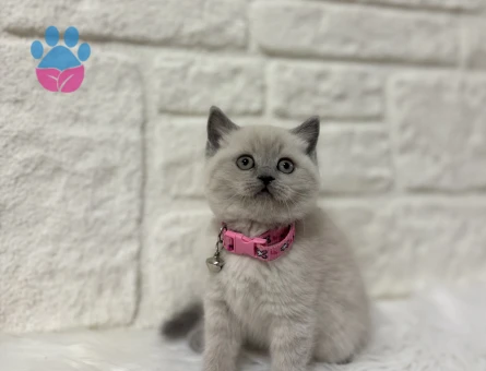 British Shorthair Dişi Bluepoint Yavrumuz
