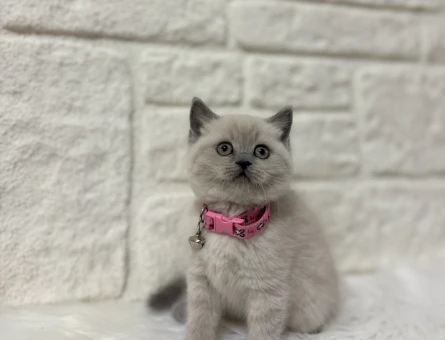 British Shorthair Dişi Bluepoint Yavrumuz