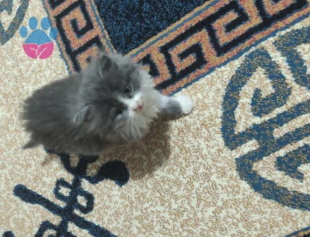 Scotish longhair 3 Aylık