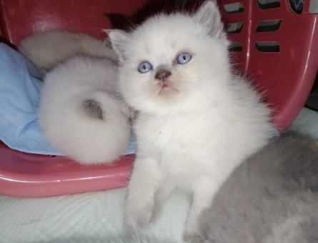 British shorthair Dişi 1,5 Aylık Yavrular
