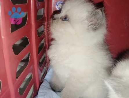 British shorthair Dişi 1,5 Aylık Yavrular