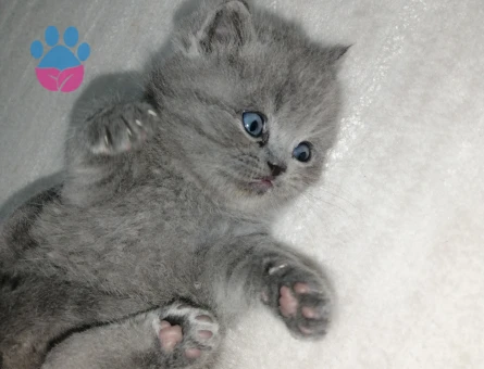 British shorthair Dişi 1,5 Aylık Yavrular