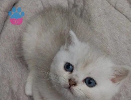 British Shorthair 2 Aylık