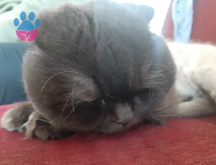 Scottish Fold Kırma 5 Yaşında