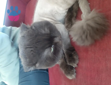 Scottish Fold Kırma 5 Yaşında