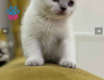 British Shorthair 3 Aylık Yavrularımız