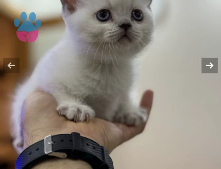 British Shorthair 3 Aylık Yavrularımız