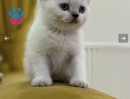 British Shorthair 3 Aylık Yavrularımız