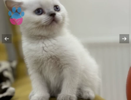 British Shorthair 3 Aylık Yavrularımız