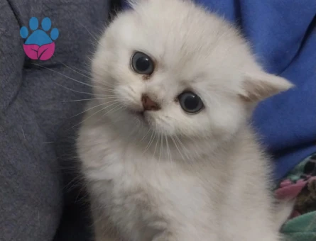 British Shorthair 2 Aylık Bluepoint
